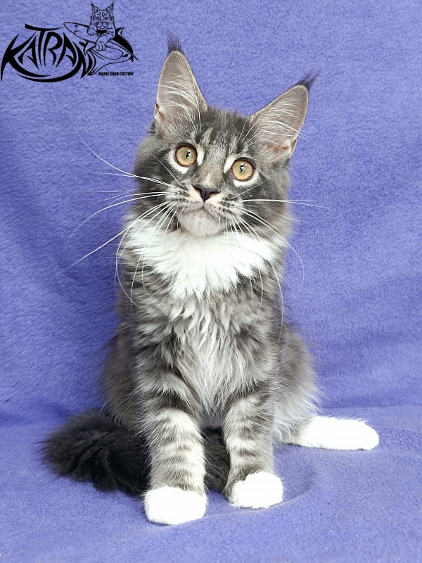 Katran Fiona - Кошеня мейн-кун 4 місяця