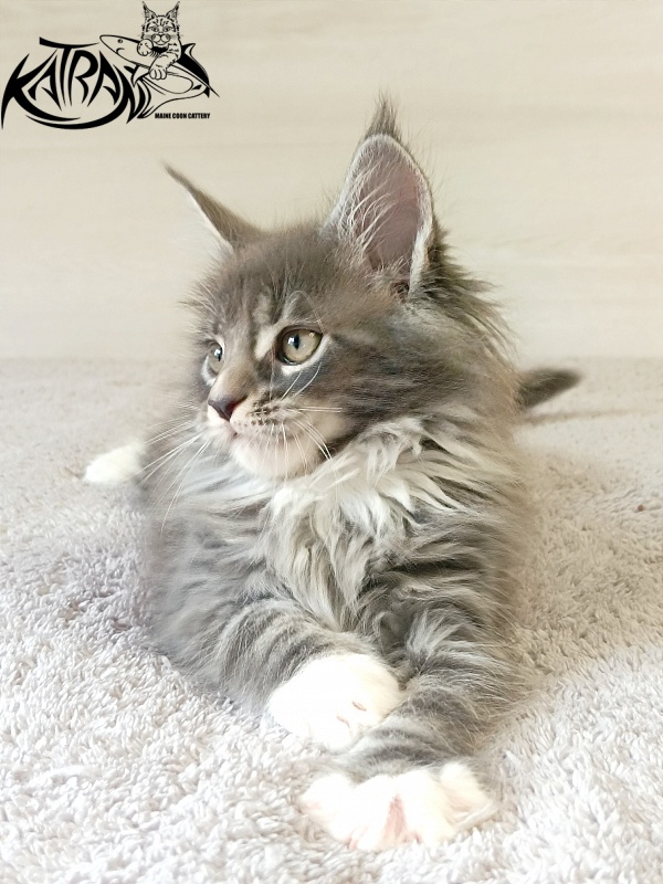 Katran Fiona - Кошеня мейн-кун 2 місяця