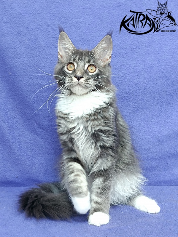 Katran Fiona - Кошеня мейн-кун 4 місяця