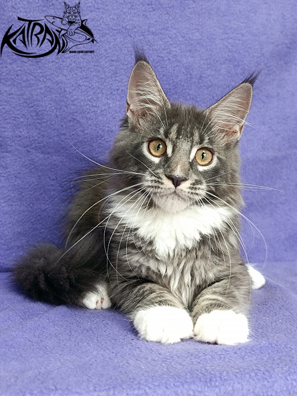 Katran Fiona - Кошеня мейн-кун 4 місяця