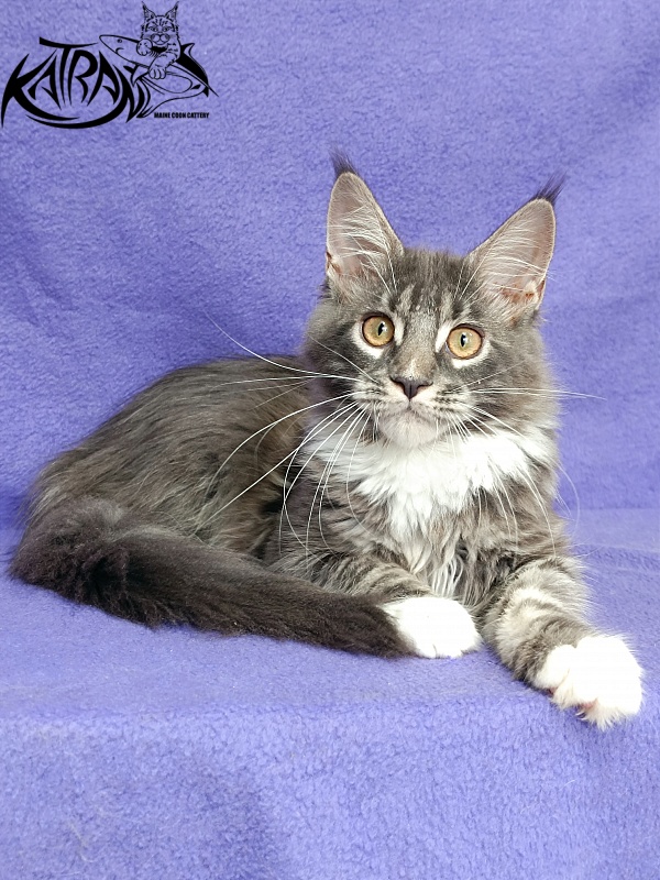 Katran Fiona - Кошеня мейн-кун 4 місяця