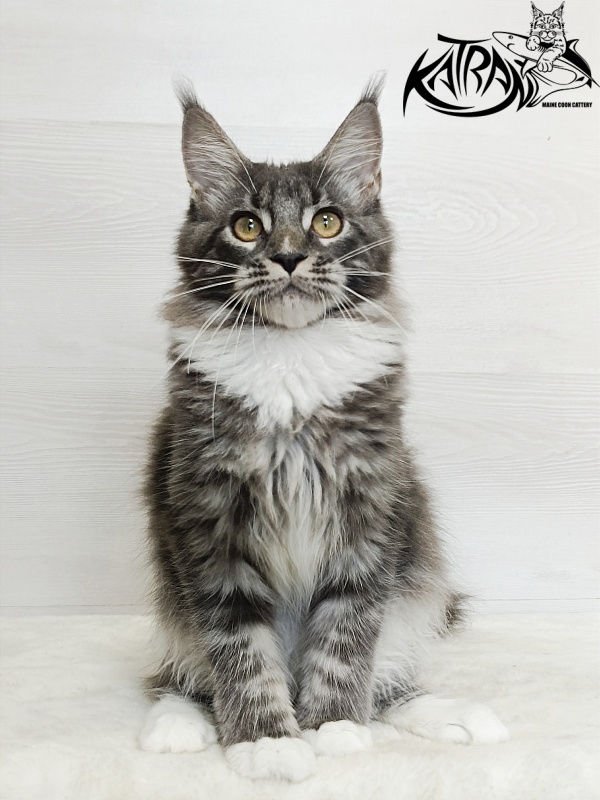 Katran Fiona - Кошеня мейн-кун 5,5 місяців