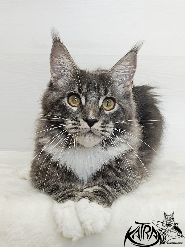 Katran Fiona - Кошеня мейн-кун 5,5 місяців