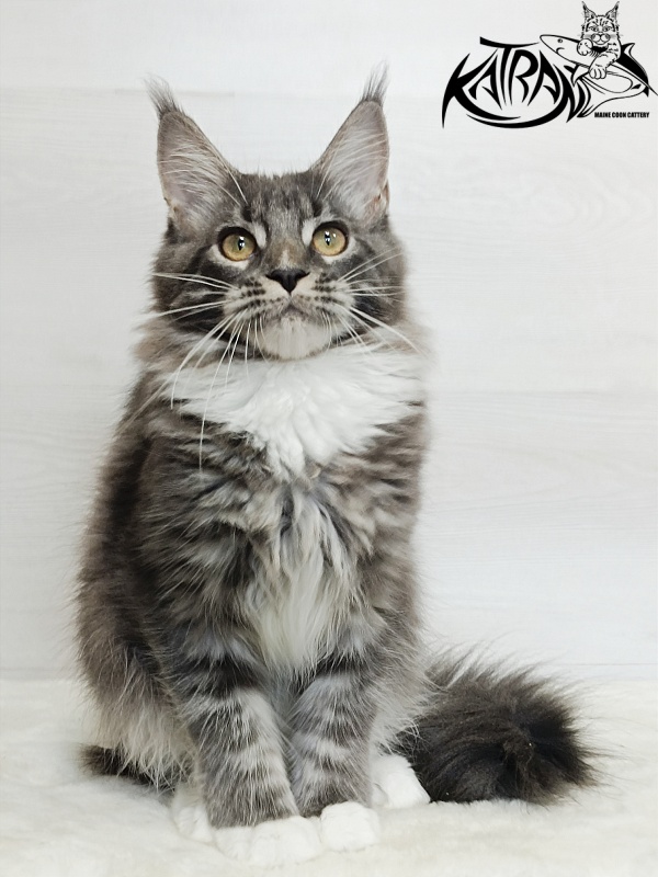 Katran Fiona - Кошеня мейн-кун 5,5 місяців