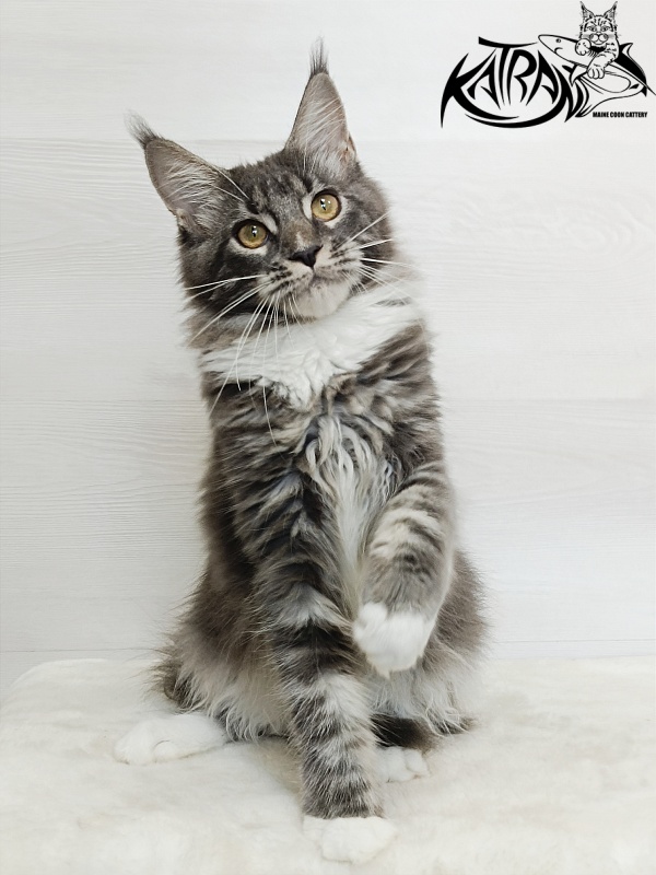 Katran Fiona - Кошеня мейн-кун 5,5 місяців