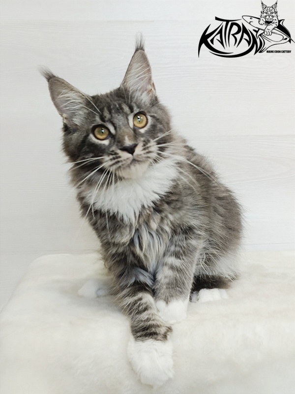 Katran Fiona - Кошеня мейн-кун 5,5 місяців