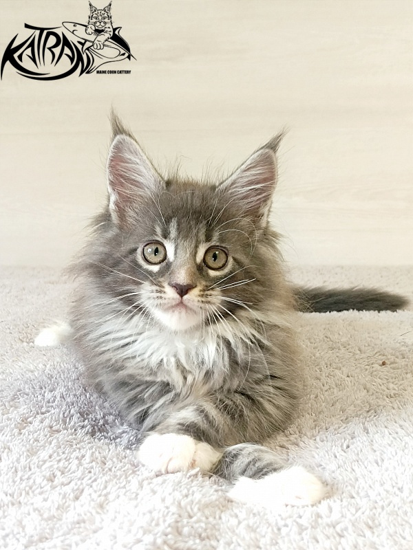 Katran Fiona - Кошеня мейн-кун 2 місяця