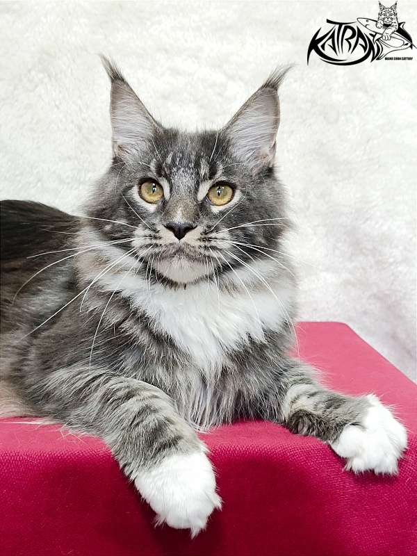 Katran Fiona - Юніор мейн-кун 7 місяців