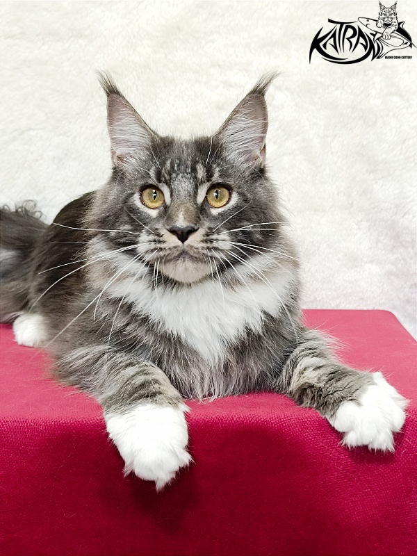 Katran Fiona - Юніор мейн-кун 7 місяців