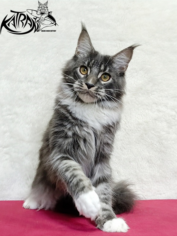 Katran Fiona - Юніор мейн-кун 7 місяців