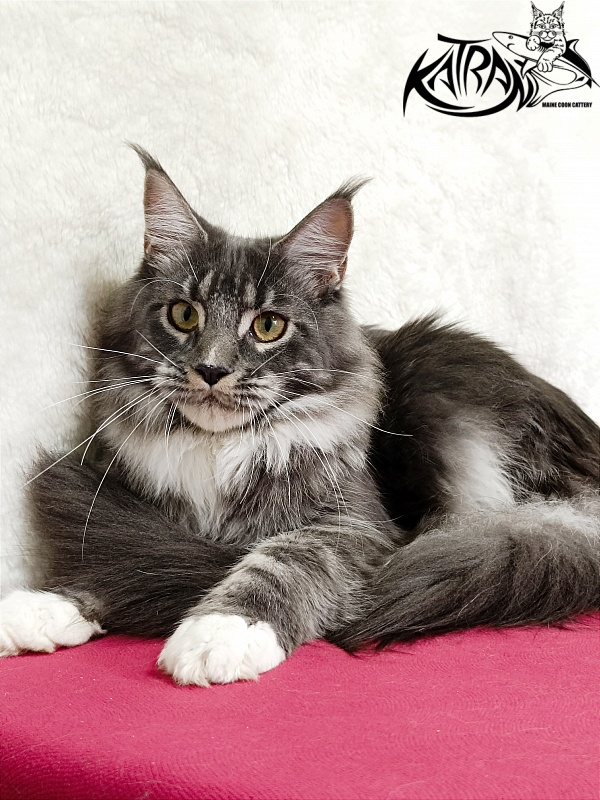 Katran Fiona - Юніор мейн-кун 7 місяців