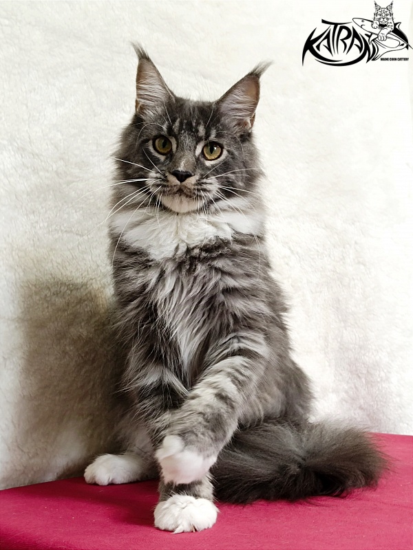 Katran Fiona - Юніор мейн-кун 7 місяців