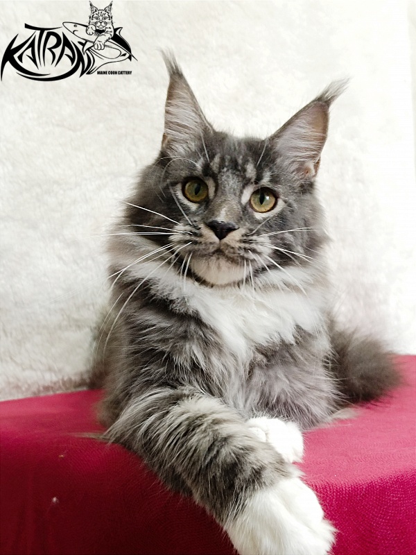 Katran Fiona - Юніор мейн-кун 7 місяців