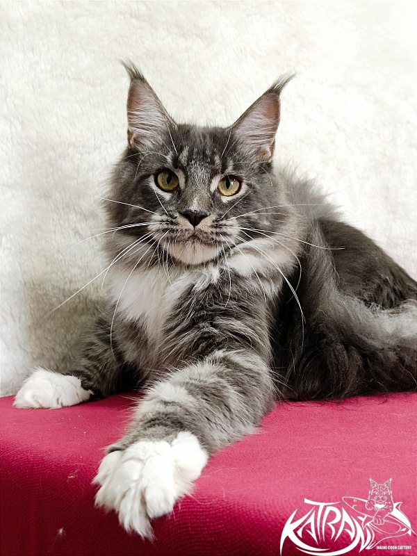 Katran Fiona - Юніор мейн-кун 7 місяців