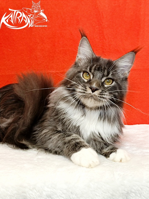 Katran Fiona - Юніор мейн-кун 9 місяців