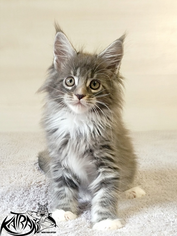 Katran Fiona - Кошеня мейн-кун 2 місяця