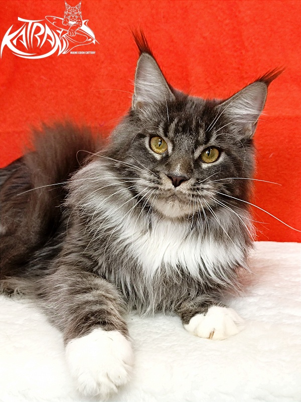 Katran Fiona - Юніор мейн-кун 9 місяців