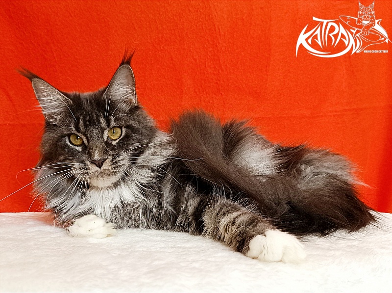 Katran Fiona - Юніор мейн-кун 9 місяців