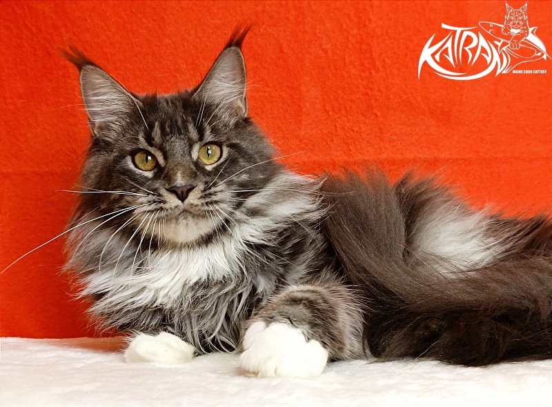 Katran Fiona - Юніор мейн-кун 9 місяців