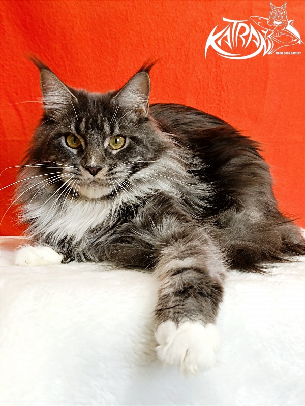 Katran Fiona - Юніор мейн-кун 9 місяців