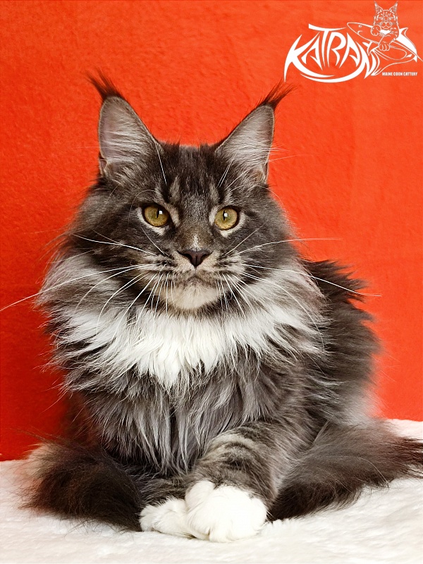 Katran Fiona - Юніор мейн-кун 9 місяців