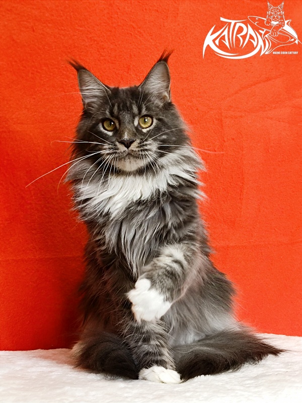 Katran Fiona - Юніор мейн-кун 9 місяців