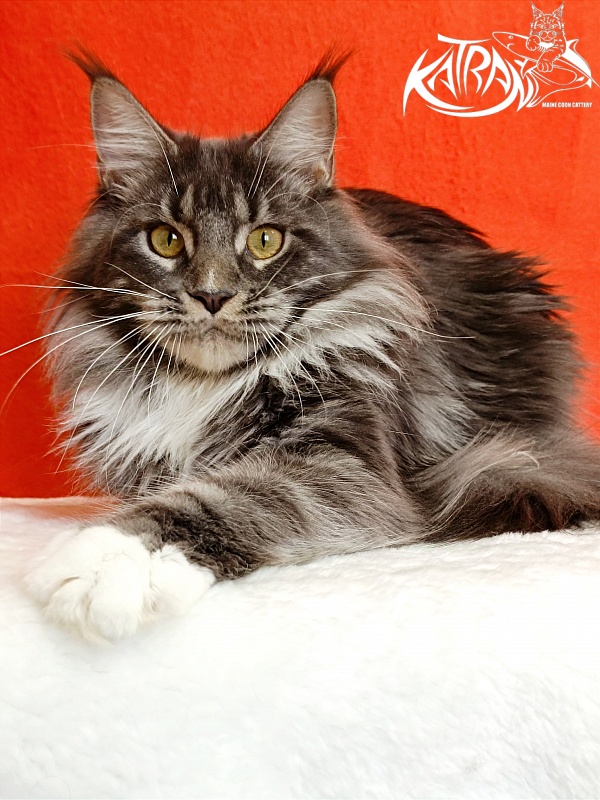 Katran Fiona - Юніор мейн-кун 9 місяців