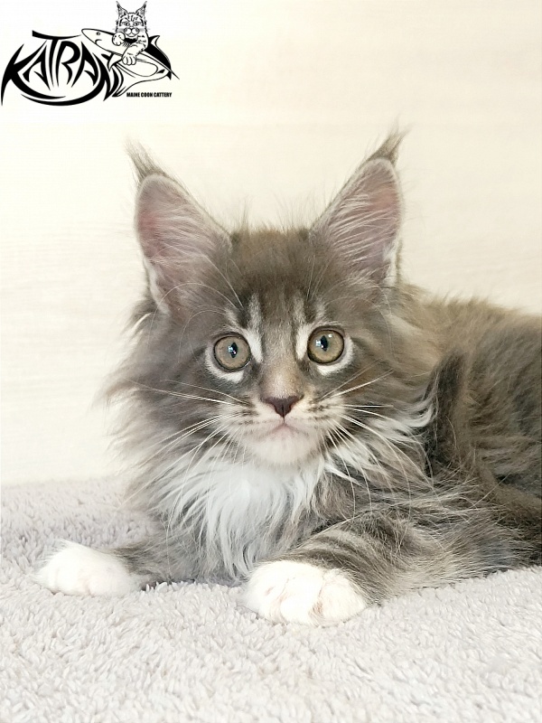 Katran Fiona - Кошеня мейн-кун 2 місяця