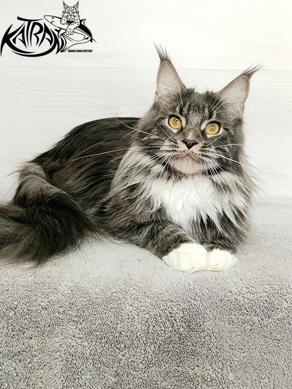 Katran Fiona - Дорослий мейн-кун 10 місяців 4 тижні