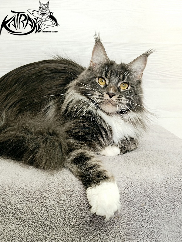 Katran Fiona - Дорослий мейн-кун 10 місяців 4 тижні