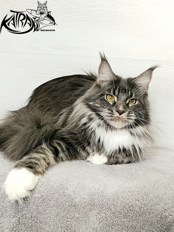 Katran Fiona - Дорослий мейн-кун 10 місяців 4 тижні