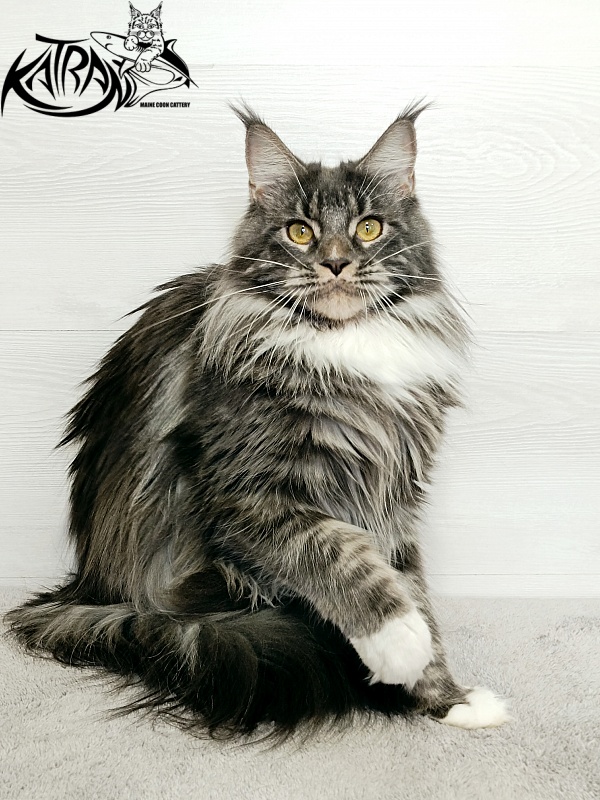 Katran Fiona - Дорослий мейн-кун 10 місяців 4 тижні