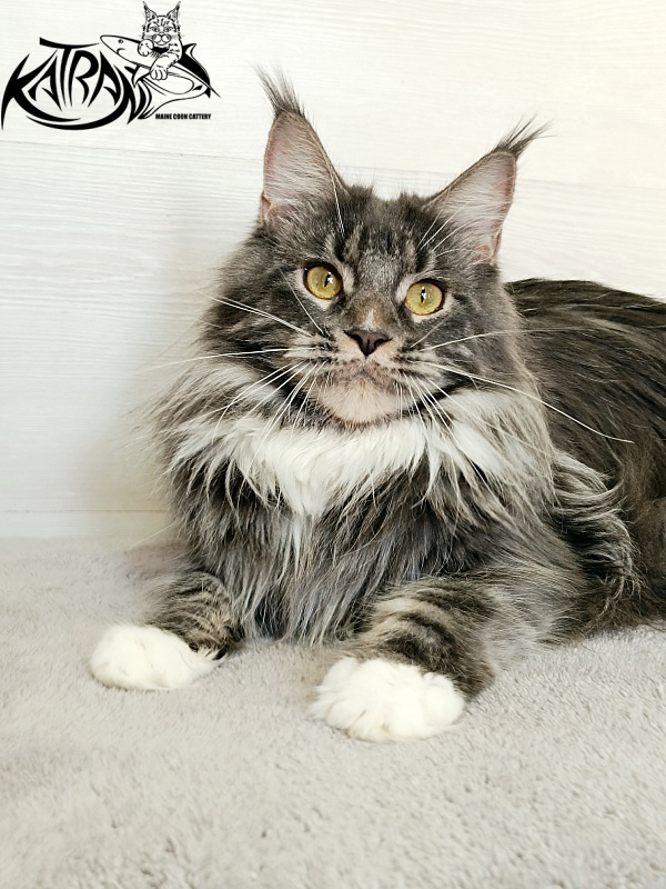 Katran Fiona - Дорослий мейн-кун 10 місяців 4 тижні