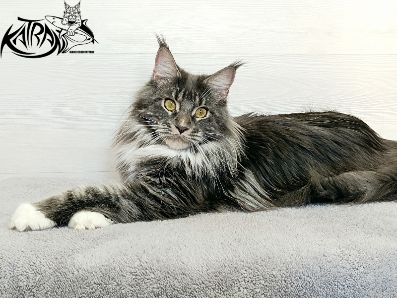 Katran Fiona - Дорослий мейн-кун 10 місяців 4 тижні