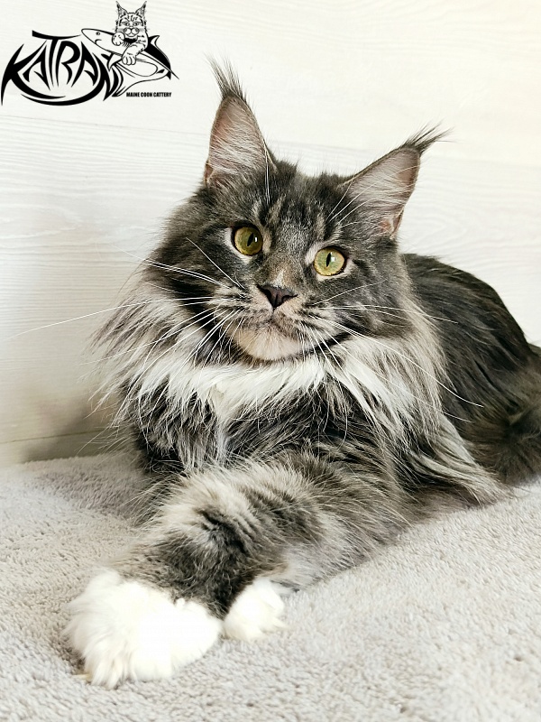 Katran Fiona - Дорослий мейн-кун 10 місяців 4 тижні