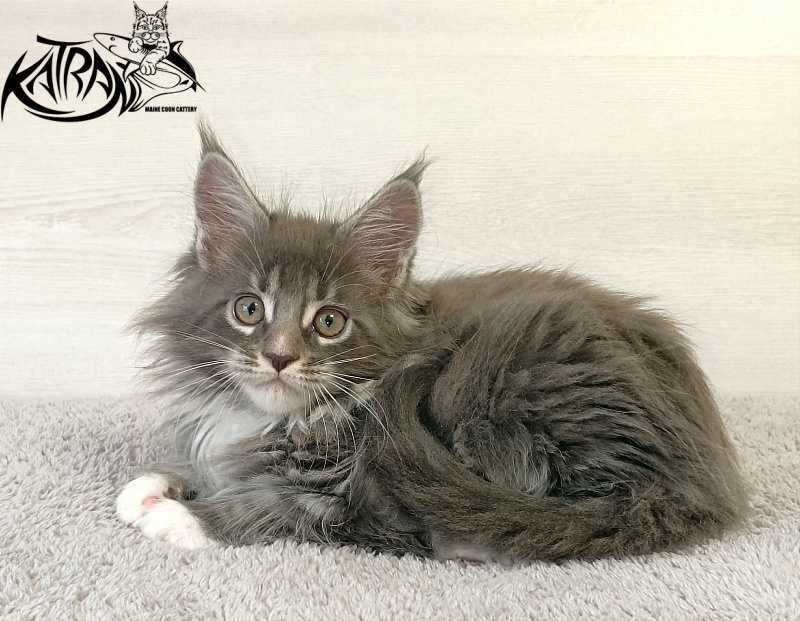 Katran Fiona - Кошеня мейн-кун 2 місяця