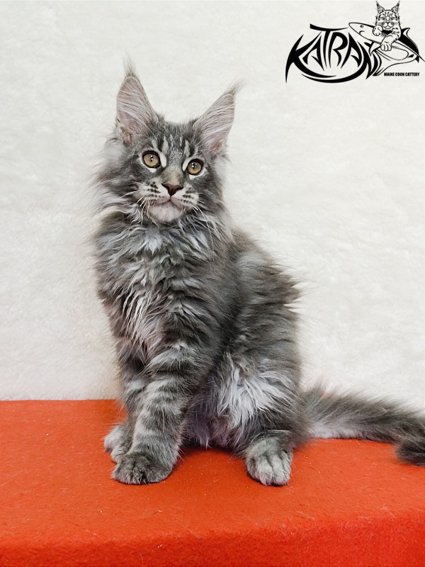 Katran Floyd - Kitten maine-coon 3 months 1.5 week