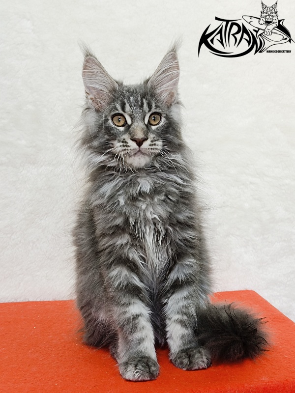 Katran Floyd - Kitten maine-coon 3 months 1.5 week