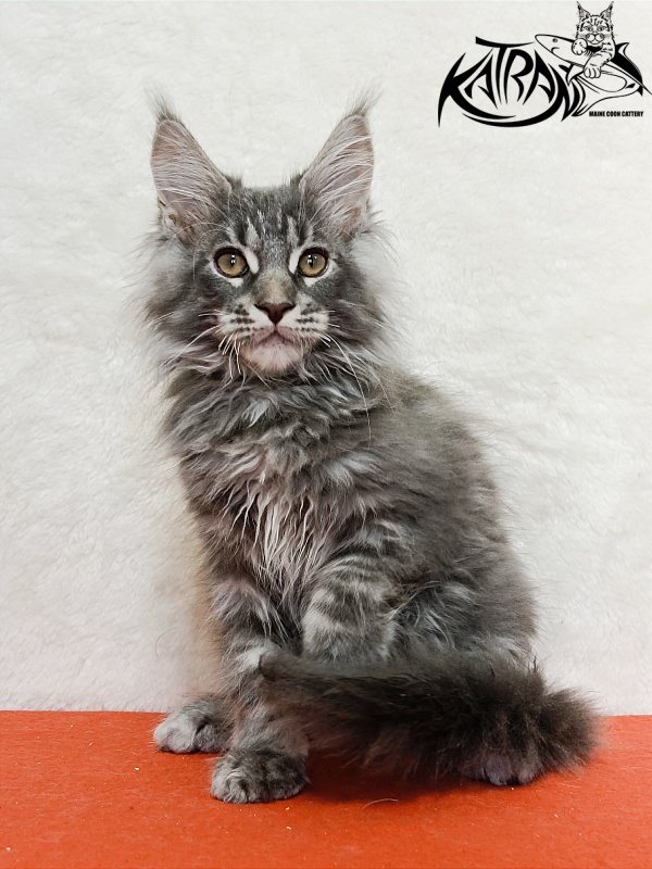 Katran Floyd - Kitten maine-coon 3 months 1.5 week