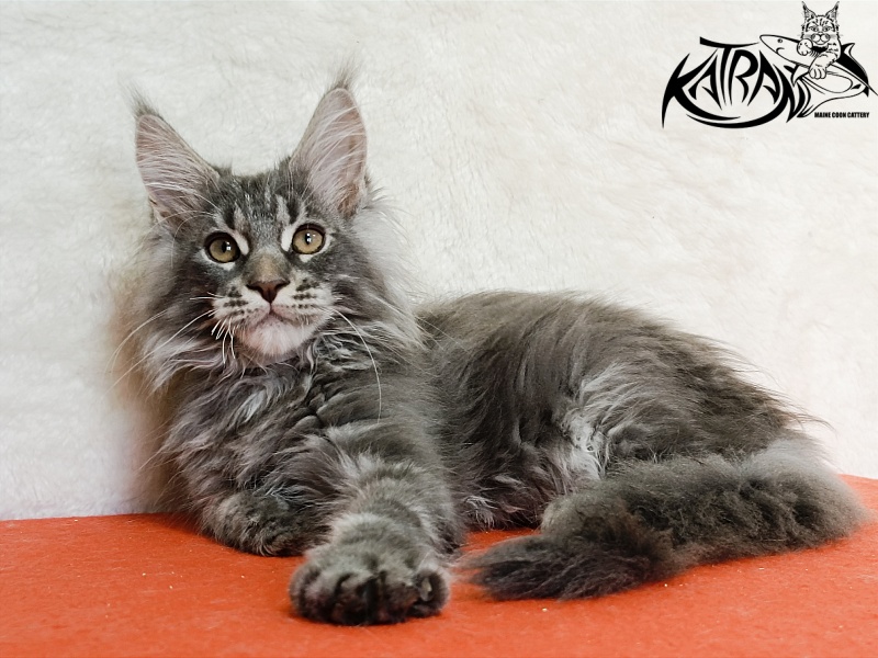Katran Floyd - Kitten maine-coon 3 months 1.5 week