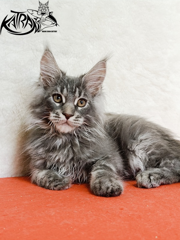 Katran Floyd - Kitten maine-coon 3 months 1.5 week