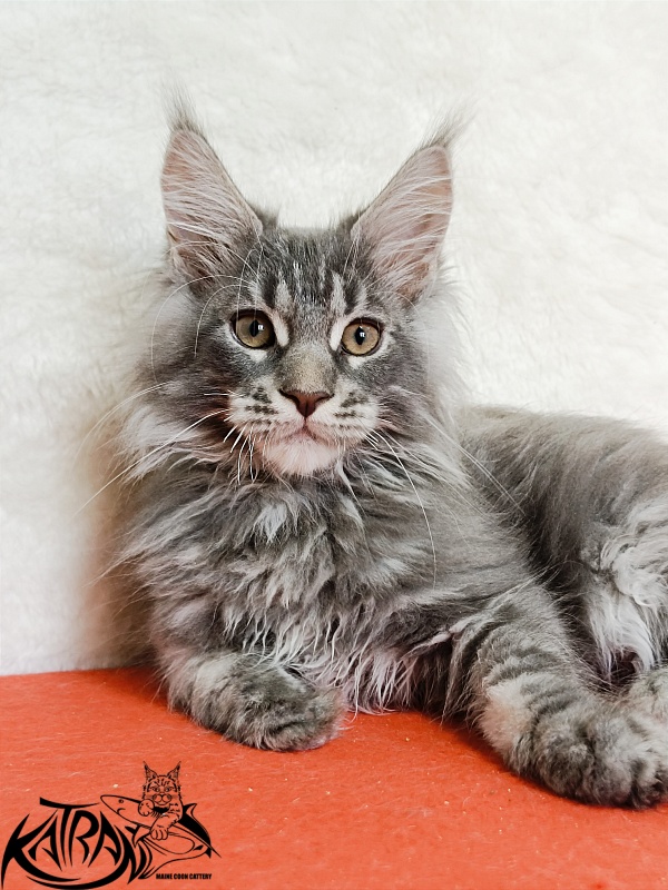 Katran Floyd - Kitten maine-coon 3 months 1.5 week