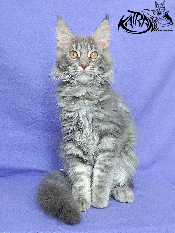 Katran Floyd - Kitten maine-coon 4 months