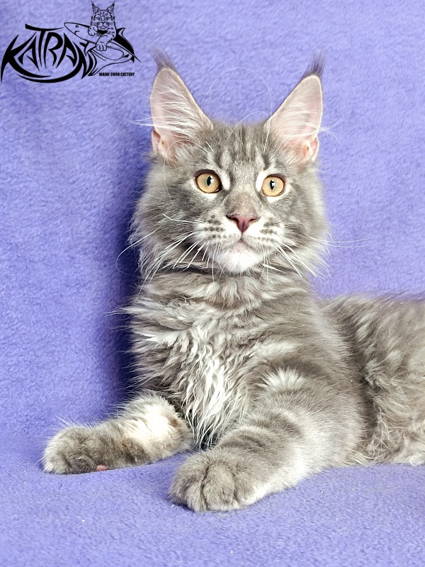 Katran Floyd - Kitten maine-coon 4 months