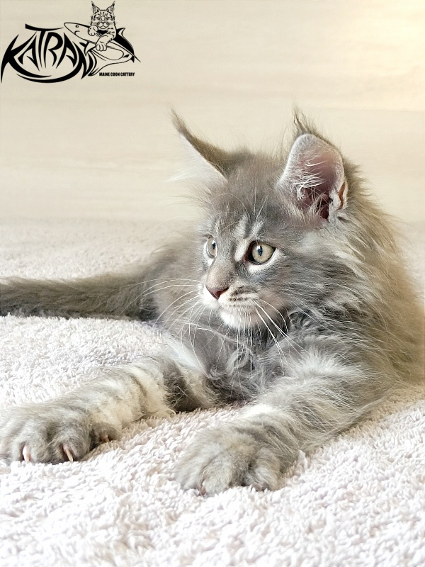 Katran Floyd - Kitten maine-coon 2 months