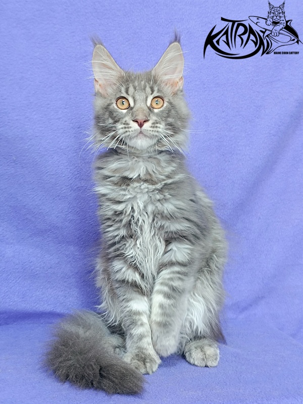 Katran Floyd - Kitten maine-coon 4 months