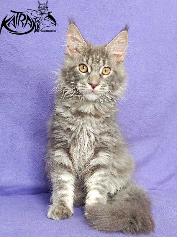 Katran Floyd - Kitten maine-coon 4 months