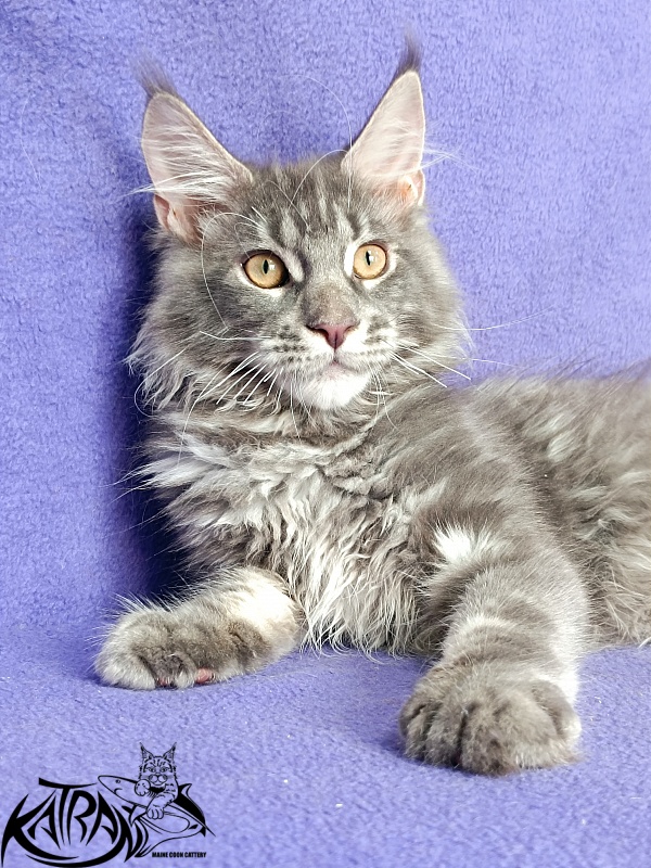 Katran Floyd - Kitten maine-coon 4 months
