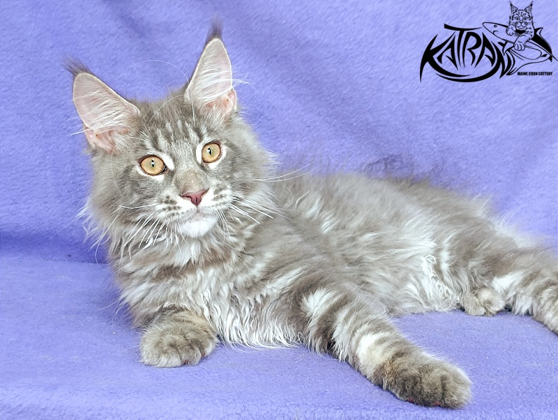 Katran Floyd - Kitten maine-coon 4 months