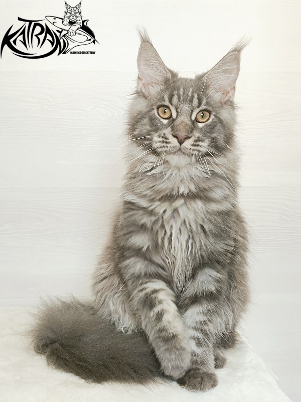 Katran Floyd - Kitten maine-coon 5.5 months
